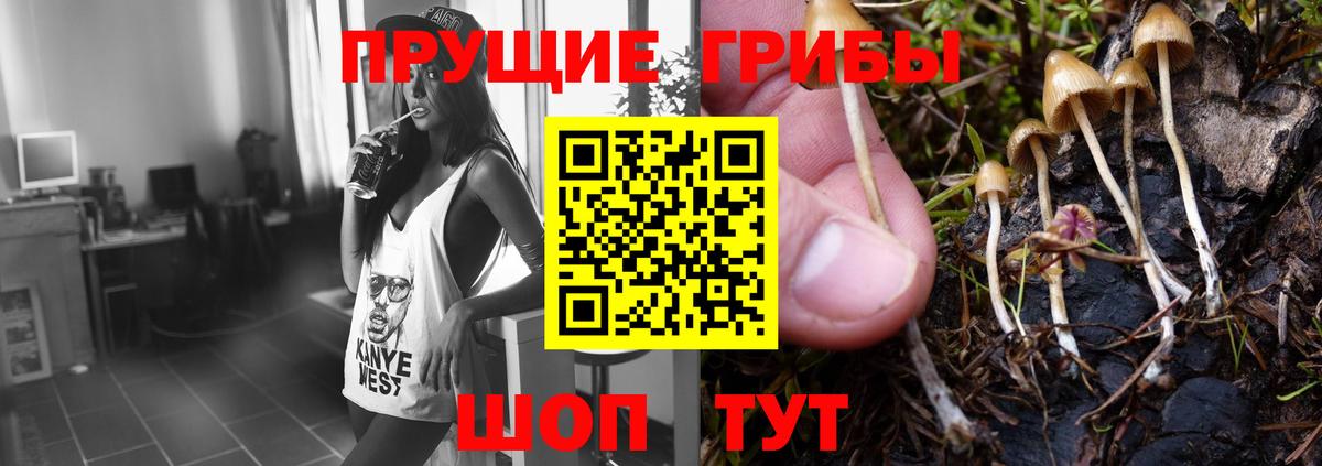 Галлюциногенные грибы Psilocybe Новошахтинск